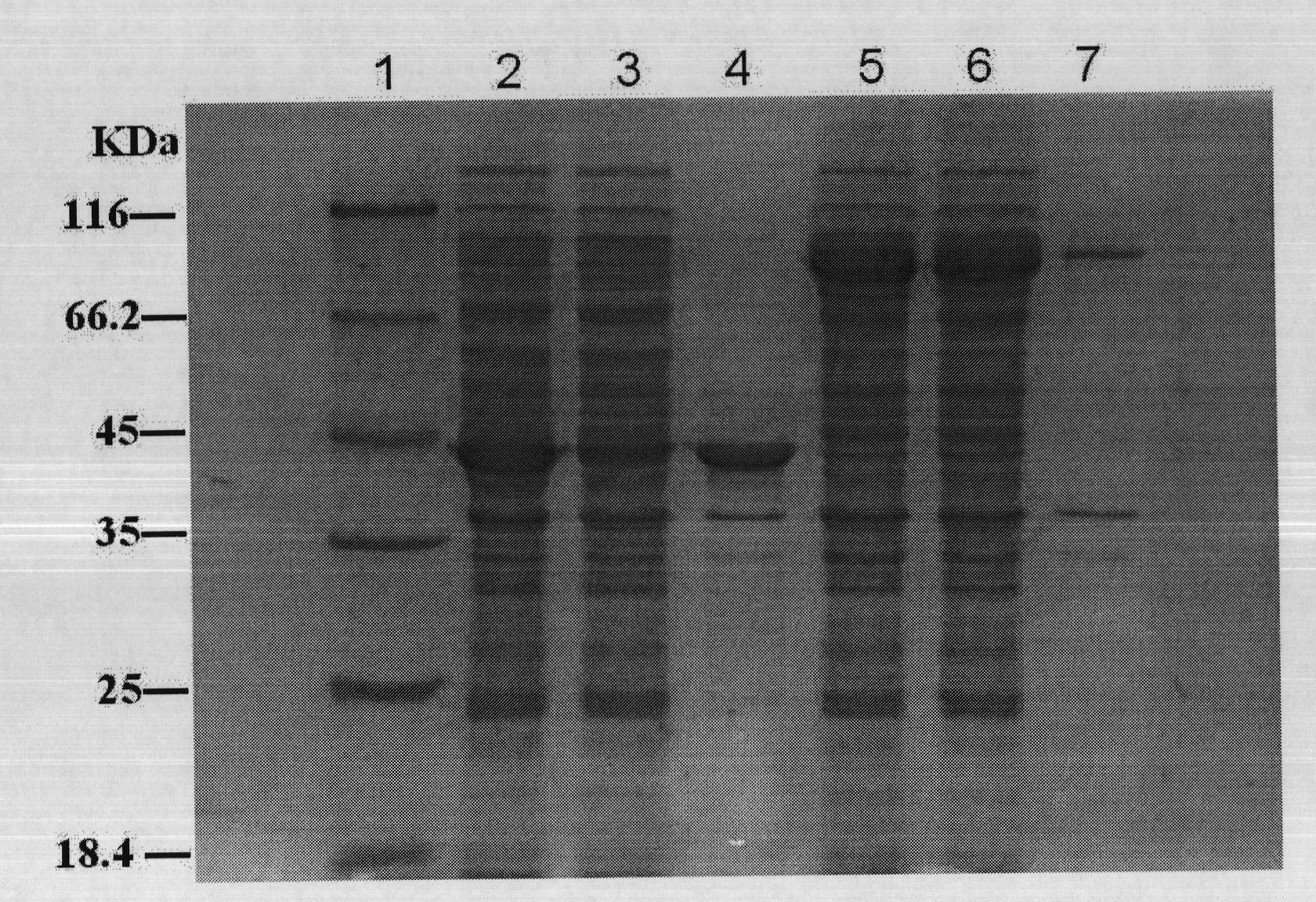 Escherichia coli protein expression vector using trigger factor as fusion tag and construction method and application thereof