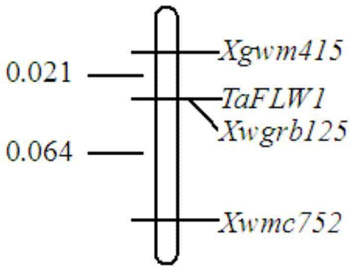 Molecular marker wgrb125 of wheat flag leaf width gene taflw1 and its application