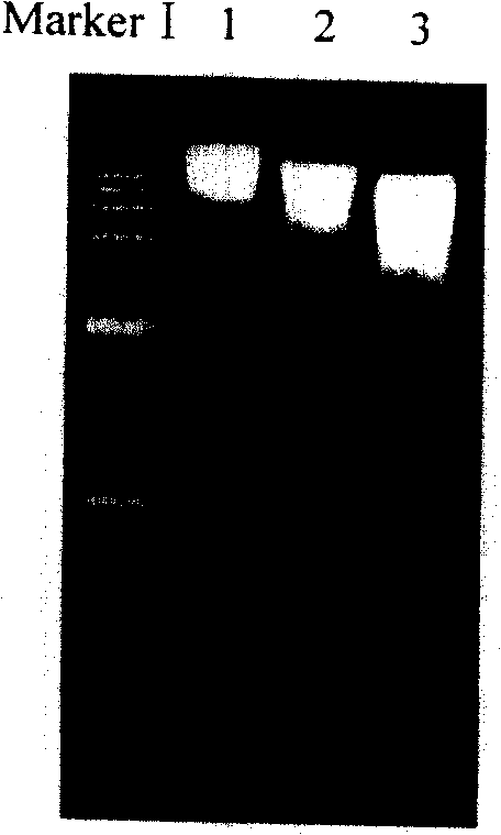 Small quality fast extraction method for soil total DNA