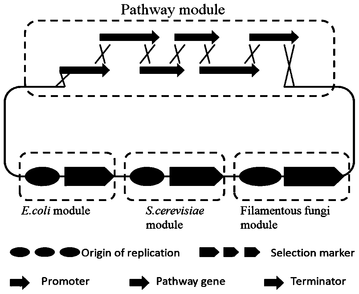 Method for rapidly constructing filamentous fungus expression vector