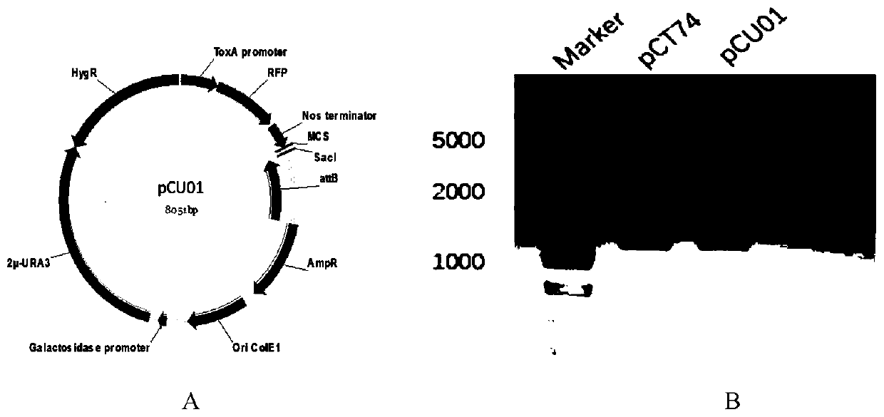 Method for rapidly constructing filamentous fungus expression vector