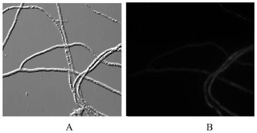 Method for rapidly constructing filamentous fungus expression vector