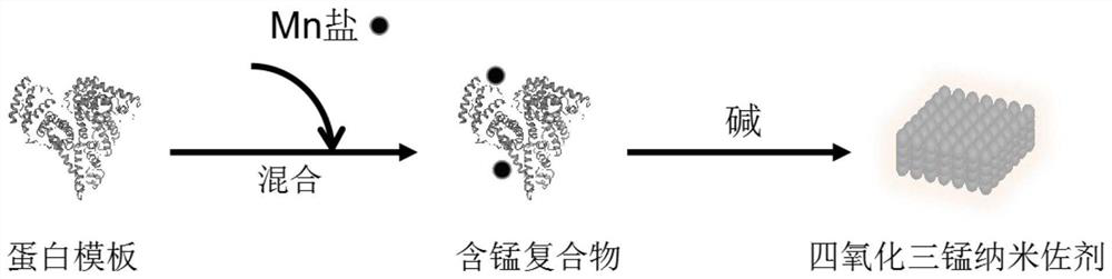 Manganese nano adjuvant as well as preparation method and application thereof