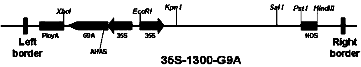 Method for determining insertion site of transgenic line by re-sequencing technique