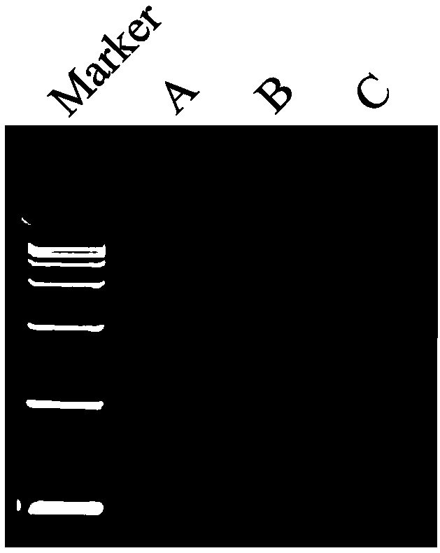 Method for determining insertion site of transgenic line by re-sequencing technique