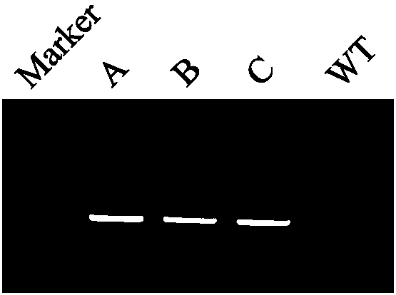 Method for determining insertion site of transgenic line by re-sequencing technique