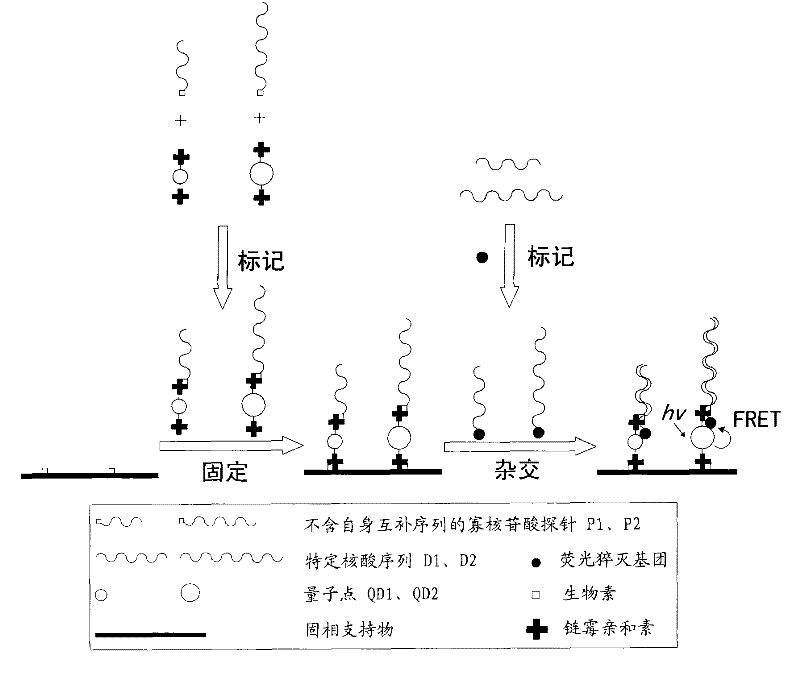 Multi-target quantum-dot mark nucleic acid chip and preparation method and detection method thereof