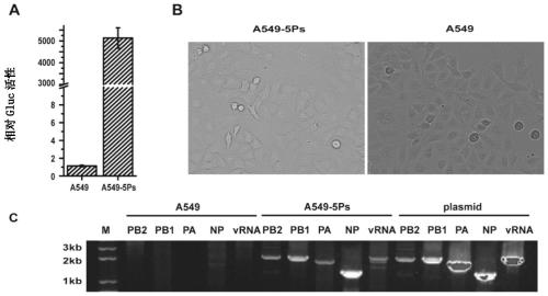 Inhalable siRNA against influenza virus infection and its application