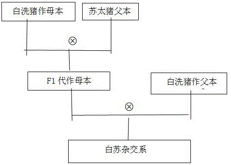 Method for breeding hybrid new strain of Baixi pig