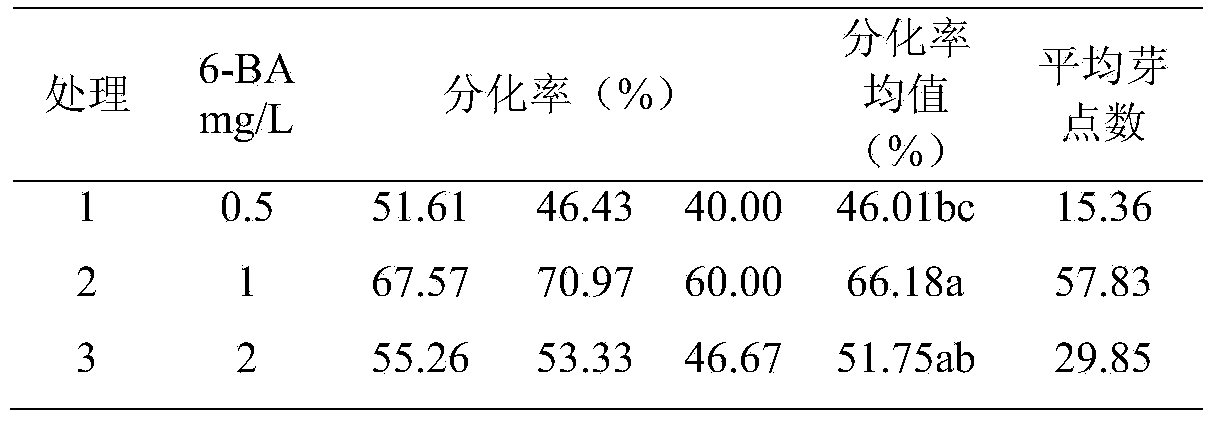 Method for constructing lolium multiflorum tissue culture regeneration system