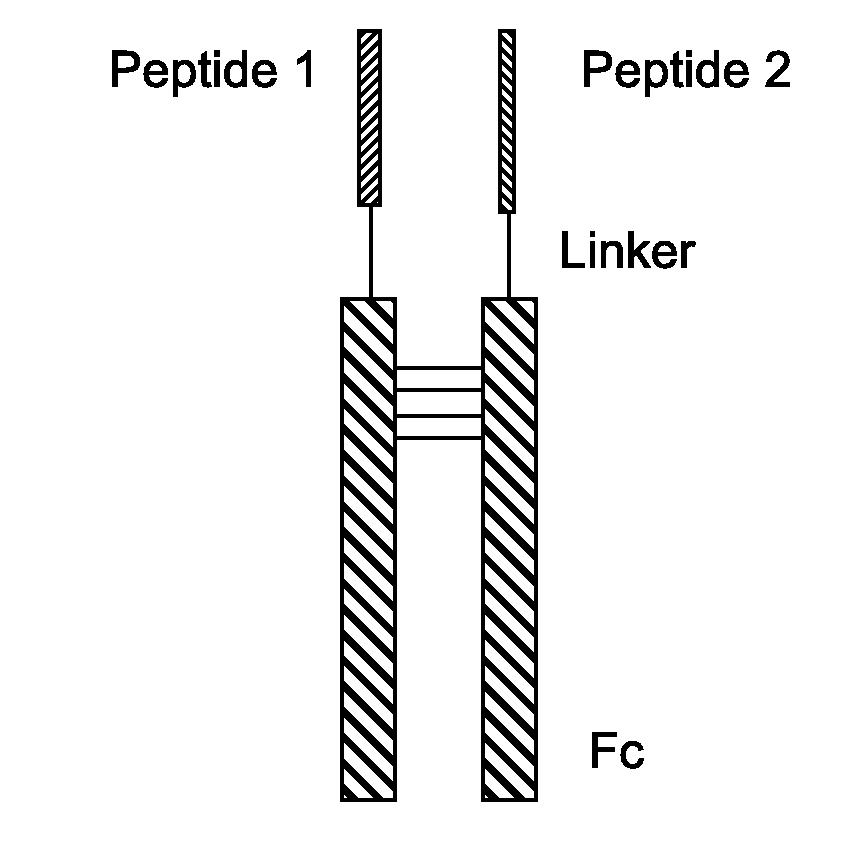 Fusion Proteins With Dual Receptor Agonist Activities