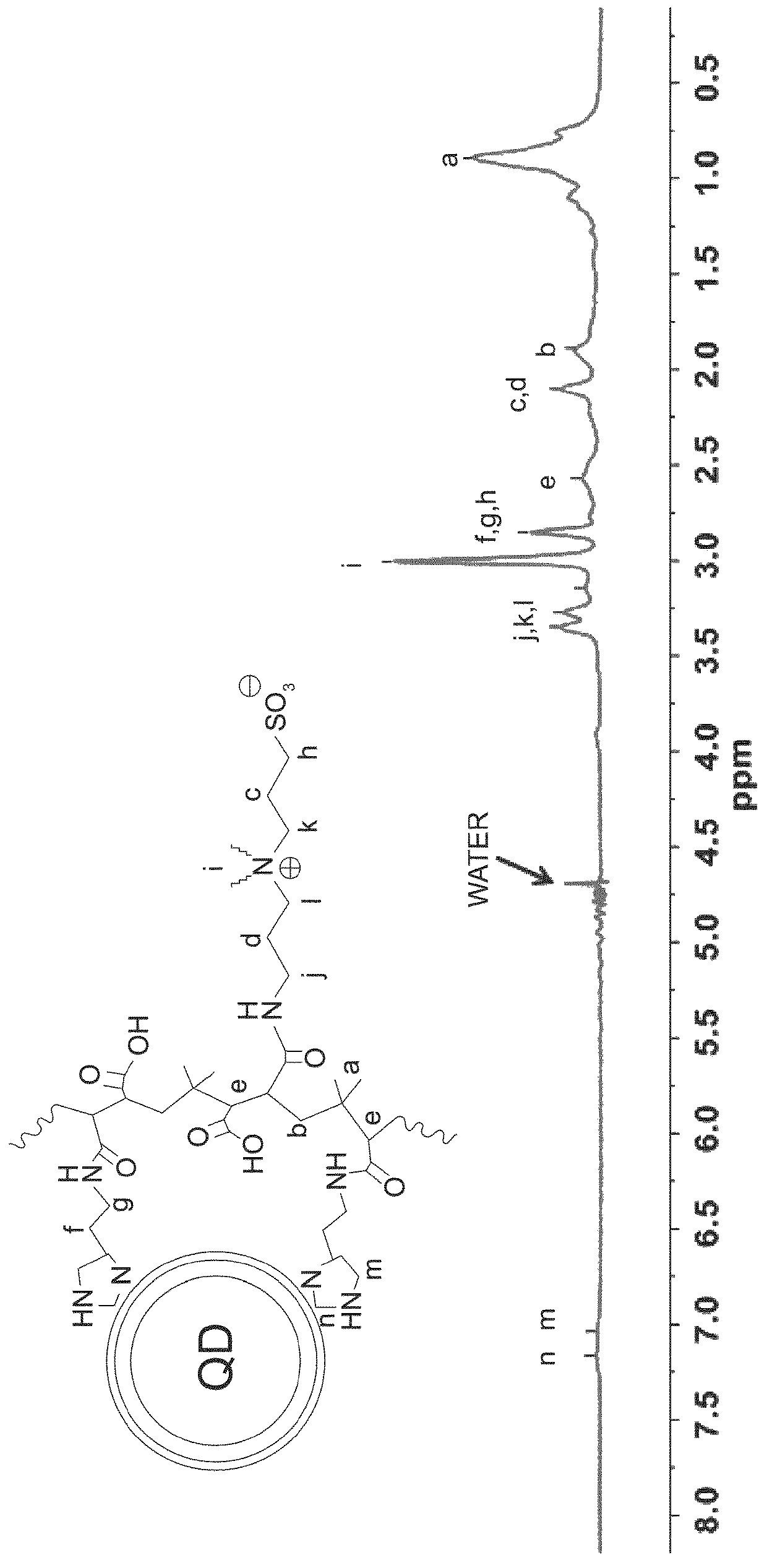 Multifunctional and multicoordinating amphiphilic polymer ligands for interfacing semiconducting, magnetic, and metallic nanocrystals with biological systems