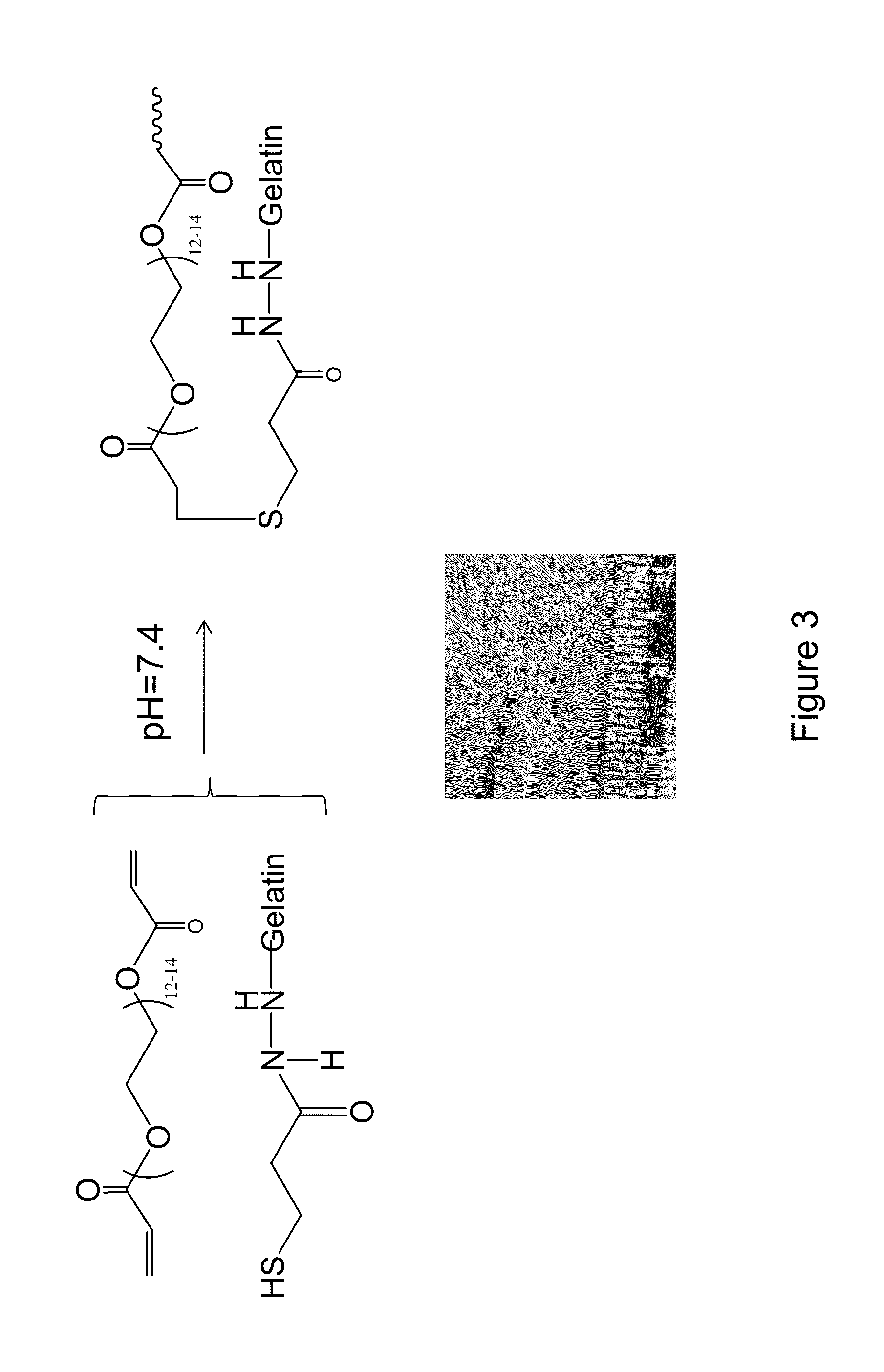 Fabrication of gelatin hydrogel sheet for the transplantation of corneal endothelium