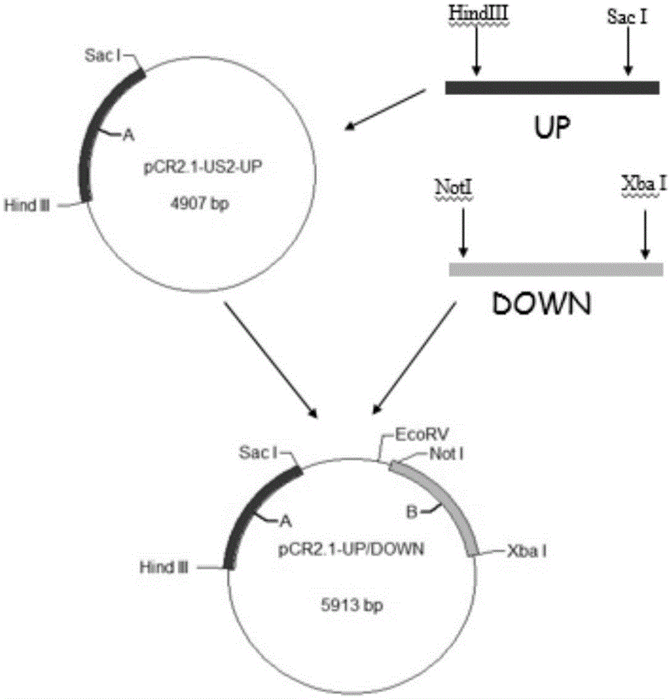 RHVT (recombinant Herpesvirus of Turkey)-H9HA (H9 hemagglutinin) and construction method thereof