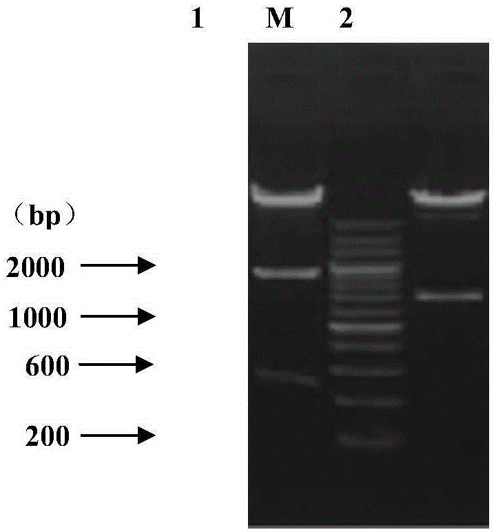 RHVT (recombinant Herpesvirus of Turkey)-H9HA (H9 hemagglutinin) and construction method thereof