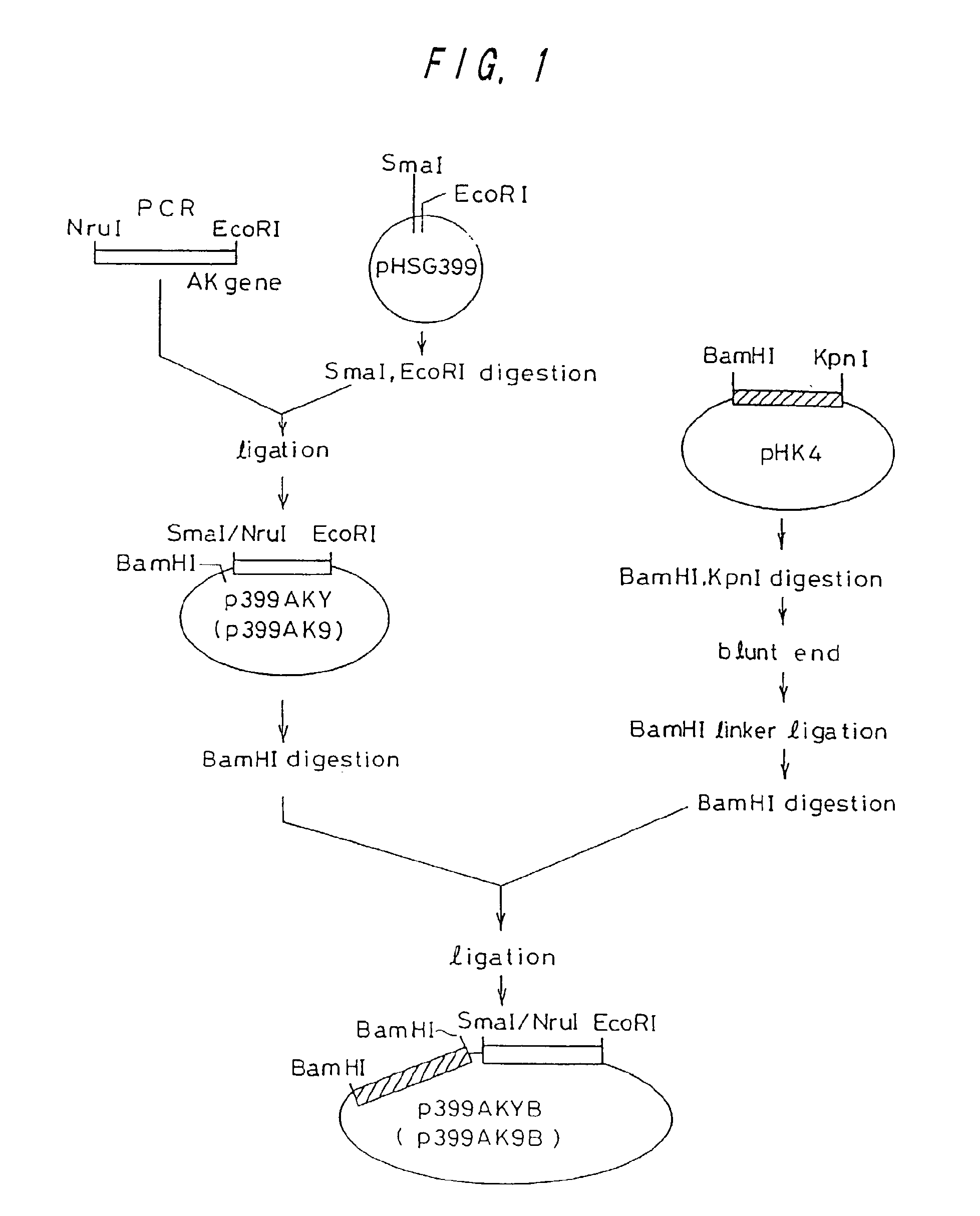 Method of producing l-lysine