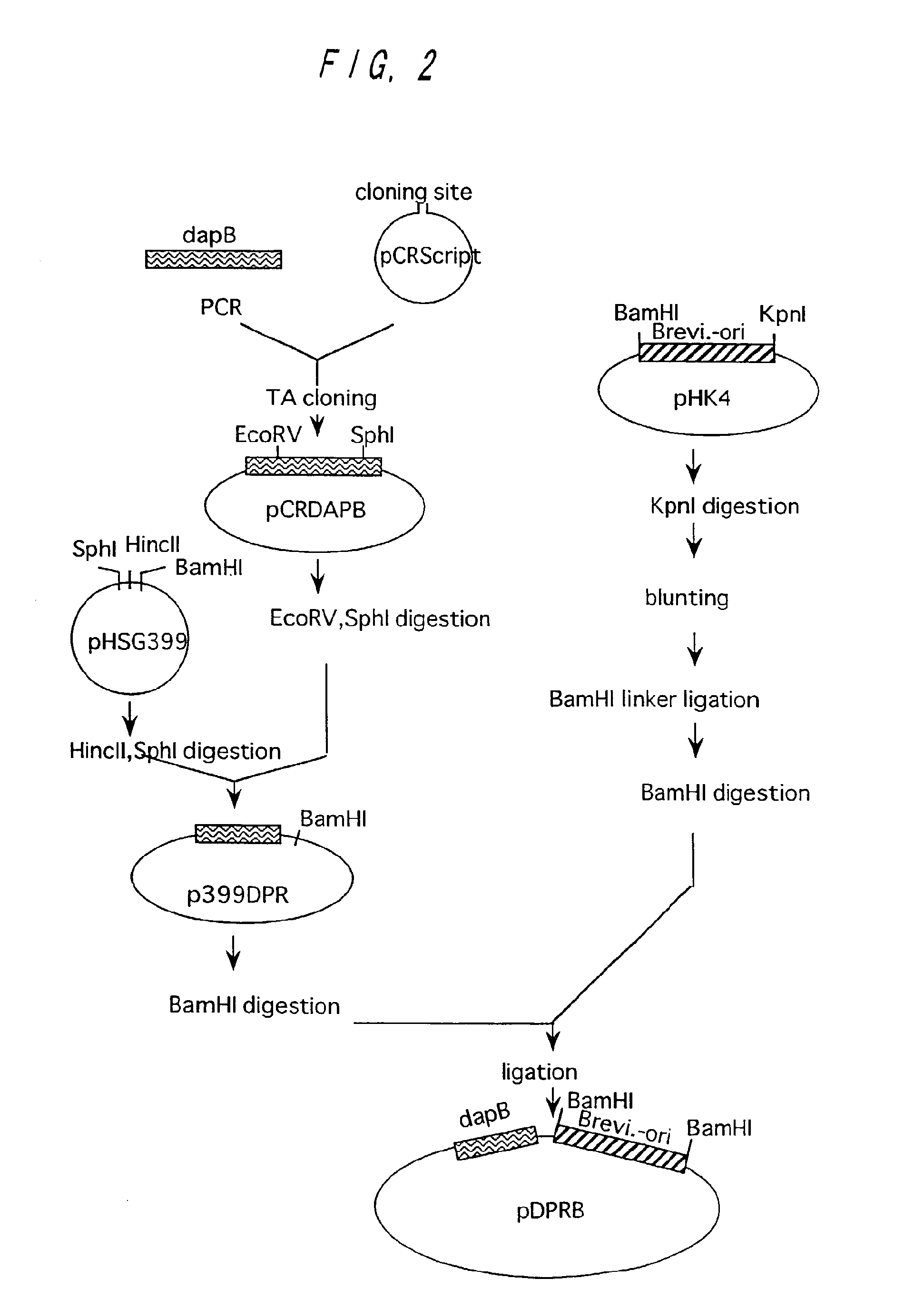 Method of producing l-lysine