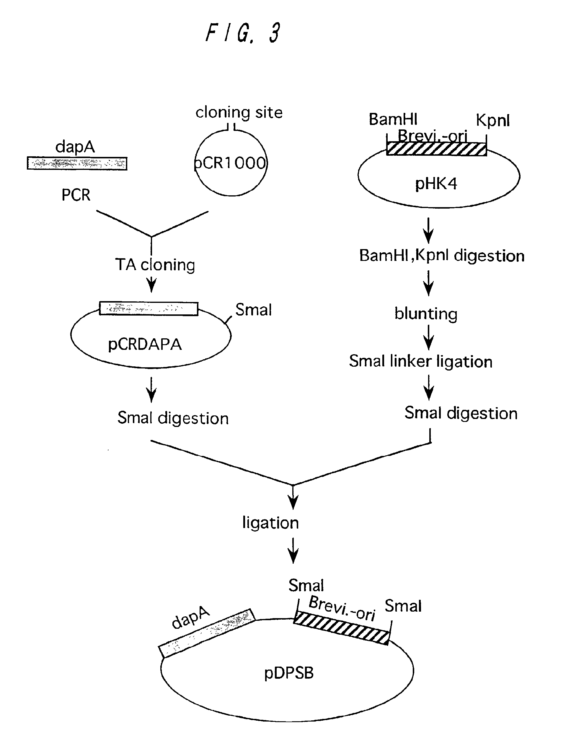 Method of producing l-lysine