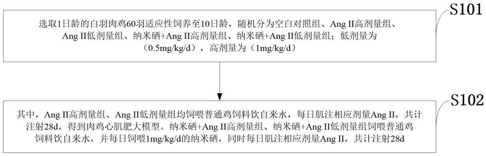 Drug for inhibiting myocardial hypertrophy and construction method of model