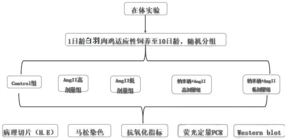 Drug for inhibiting myocardial hypertrophy and construction method of model