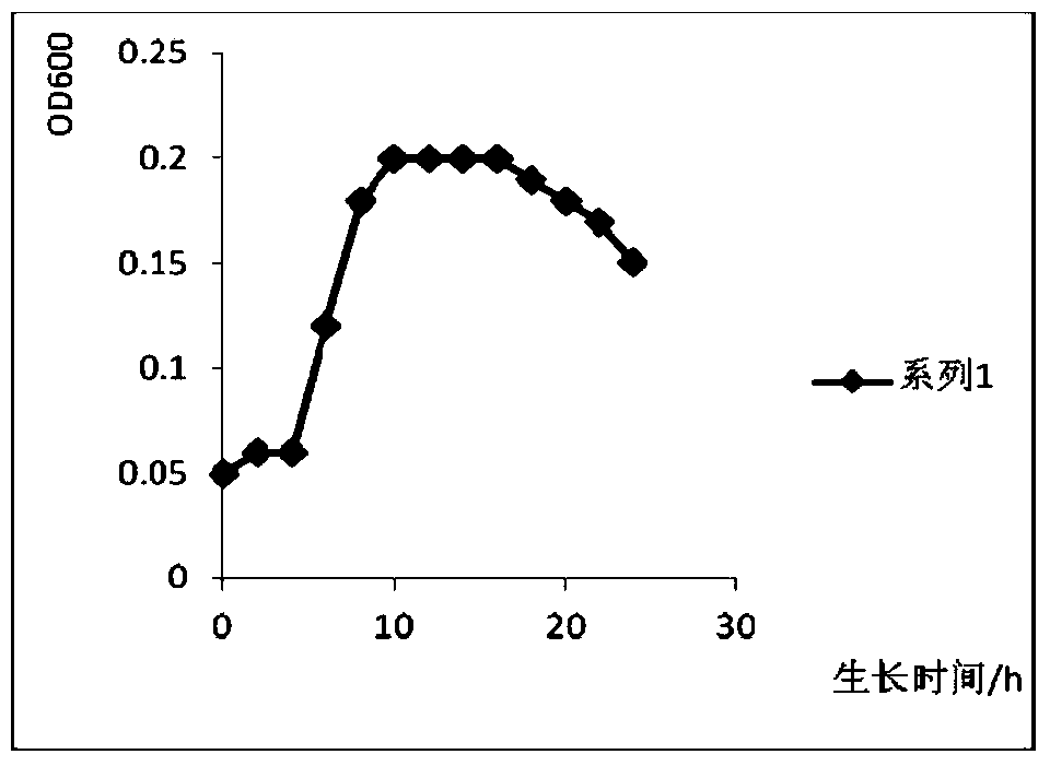 Pseudomonas syringae and application thereof in prevention of tomato gray mold