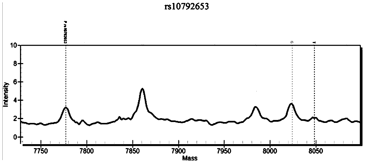 Primer combination for detecting genes related to skin moisturizing abilities and application of primer combination