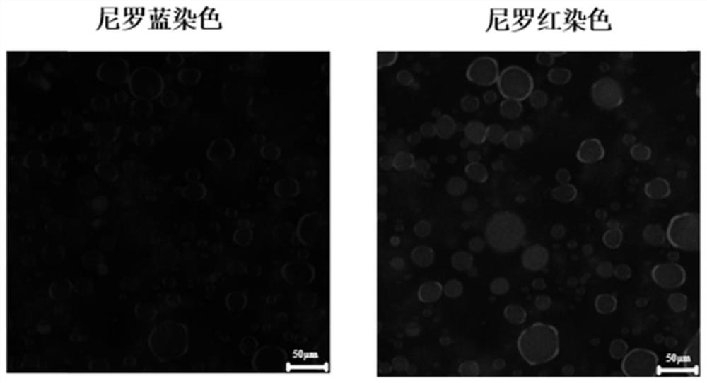 Shaddock peel sponge layer nanofiber emulsion stabilizer as well as preparation method and application thereof