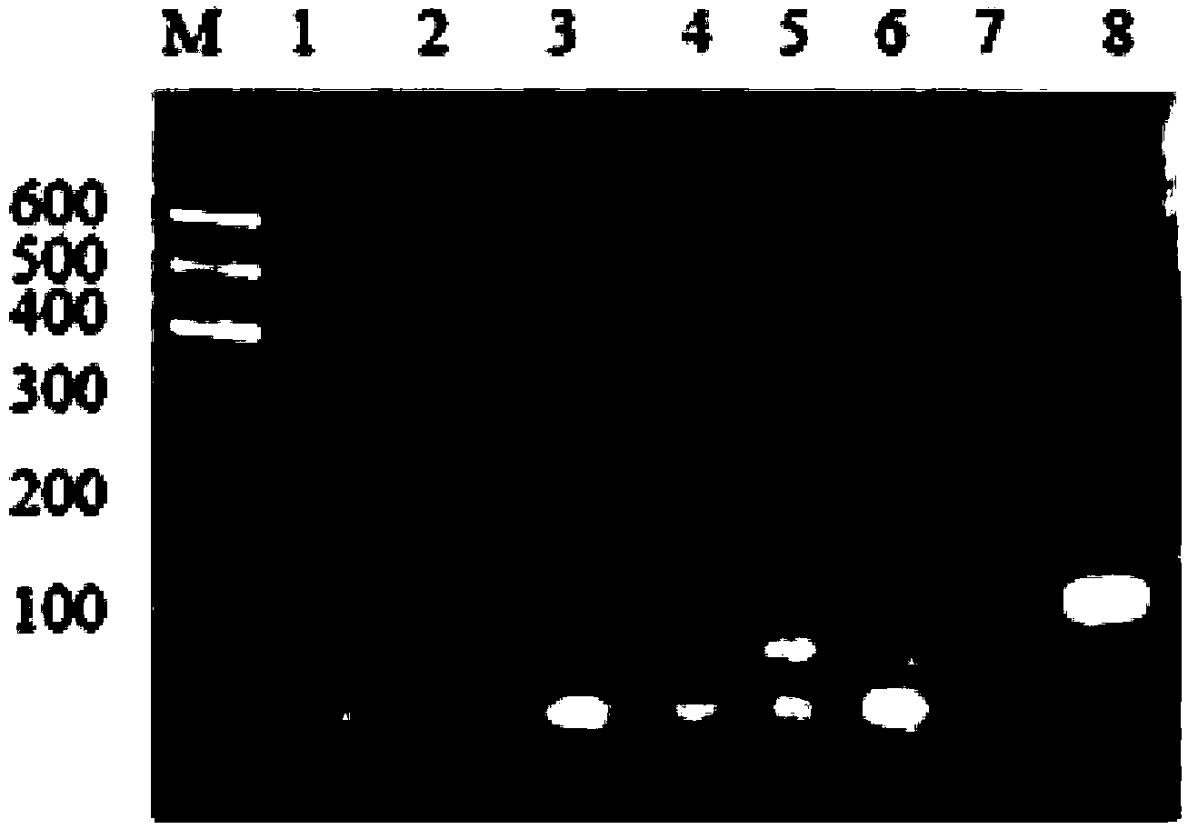 Human cardiac troponin I aptamer, screening method and application