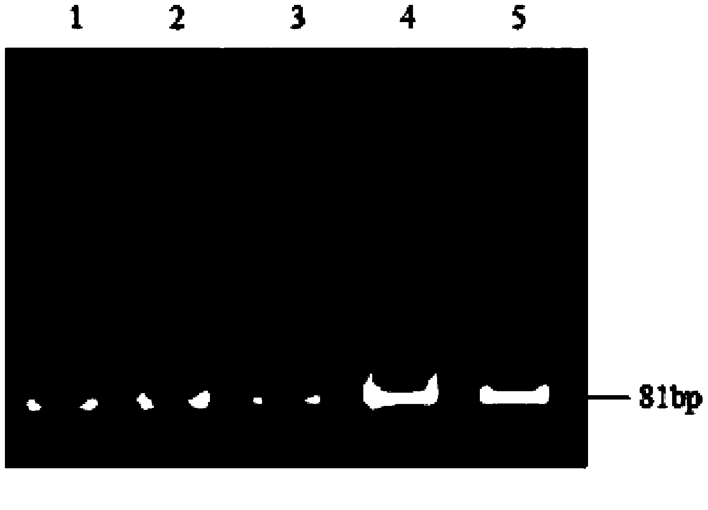 Human cardiac troponin I aptamer, screening method and application