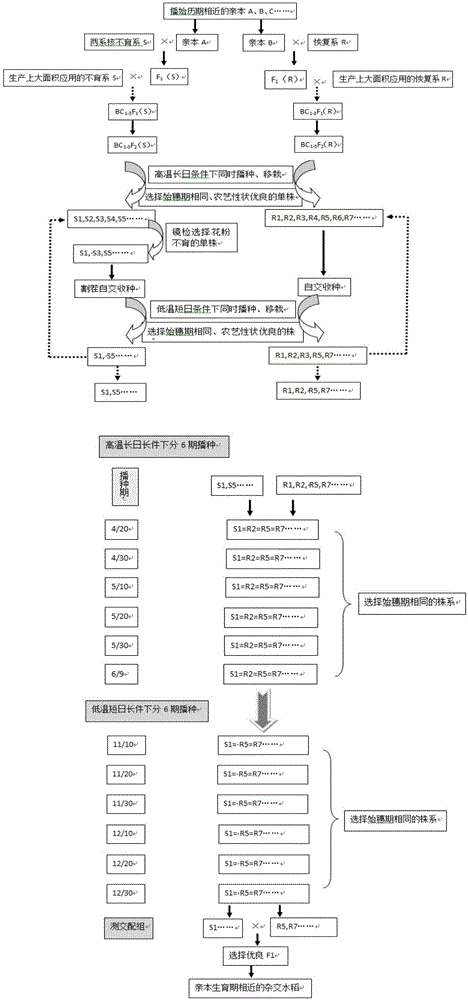 Hybrid rice breeding method using parents with close duration from seeding to heading