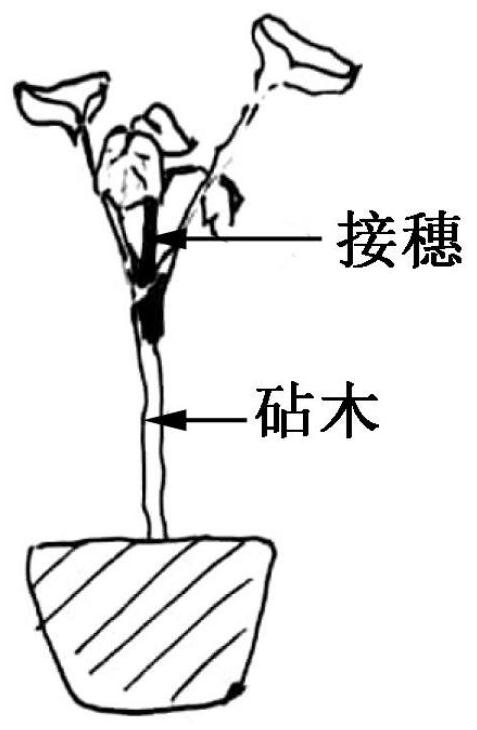 Efficient Splitting Method for Dicotyledon Seedlings and Young Twigs