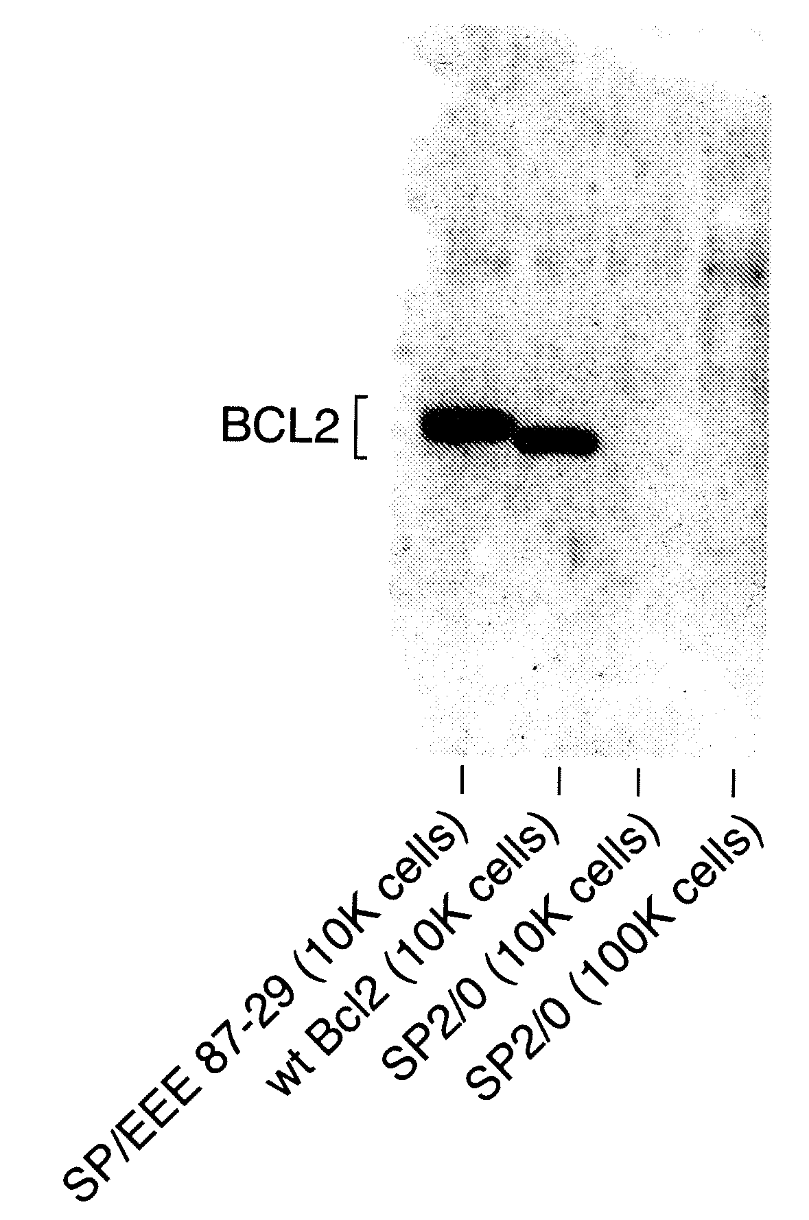 Methods and Compositions for Mammalian Cell Lines for Transfection and Protein Expression in Serum-Free Medium