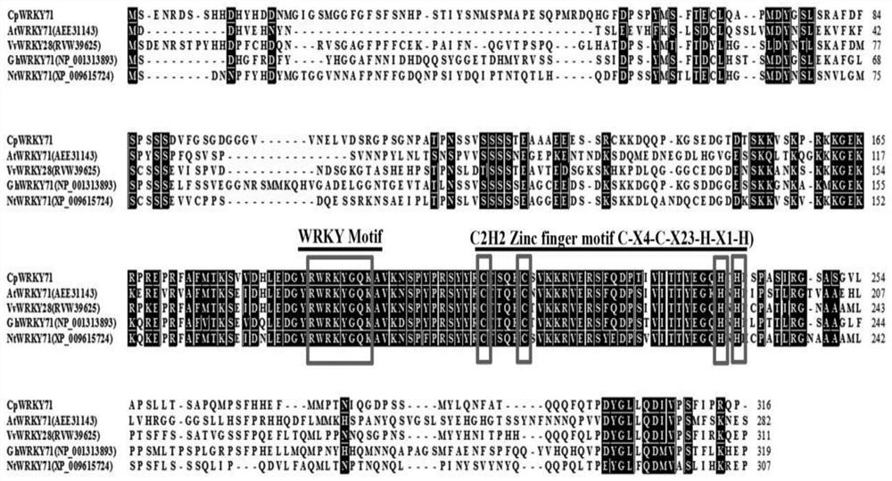 Cloning and application of cpwrky transcription factor gene cpwrky71 and its promoter