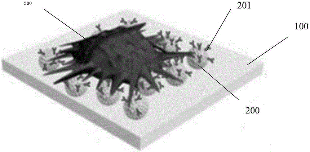 Method for noninvasive antenatal diagnosis through separating fetal nucleated red blood cells from peripheral circulating blood of pregnant woman