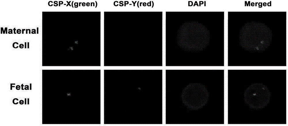 Method for noninvasive antenatal diagnosis through separating fetal nucleated red blood cells from peripheral circulating blood of pregnant woman