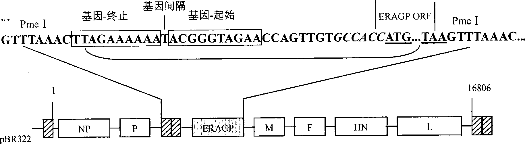 Recombinant new castle disease LaSota attenuated vaccine strain expressing rabies virus glucoprotein (GP protein)