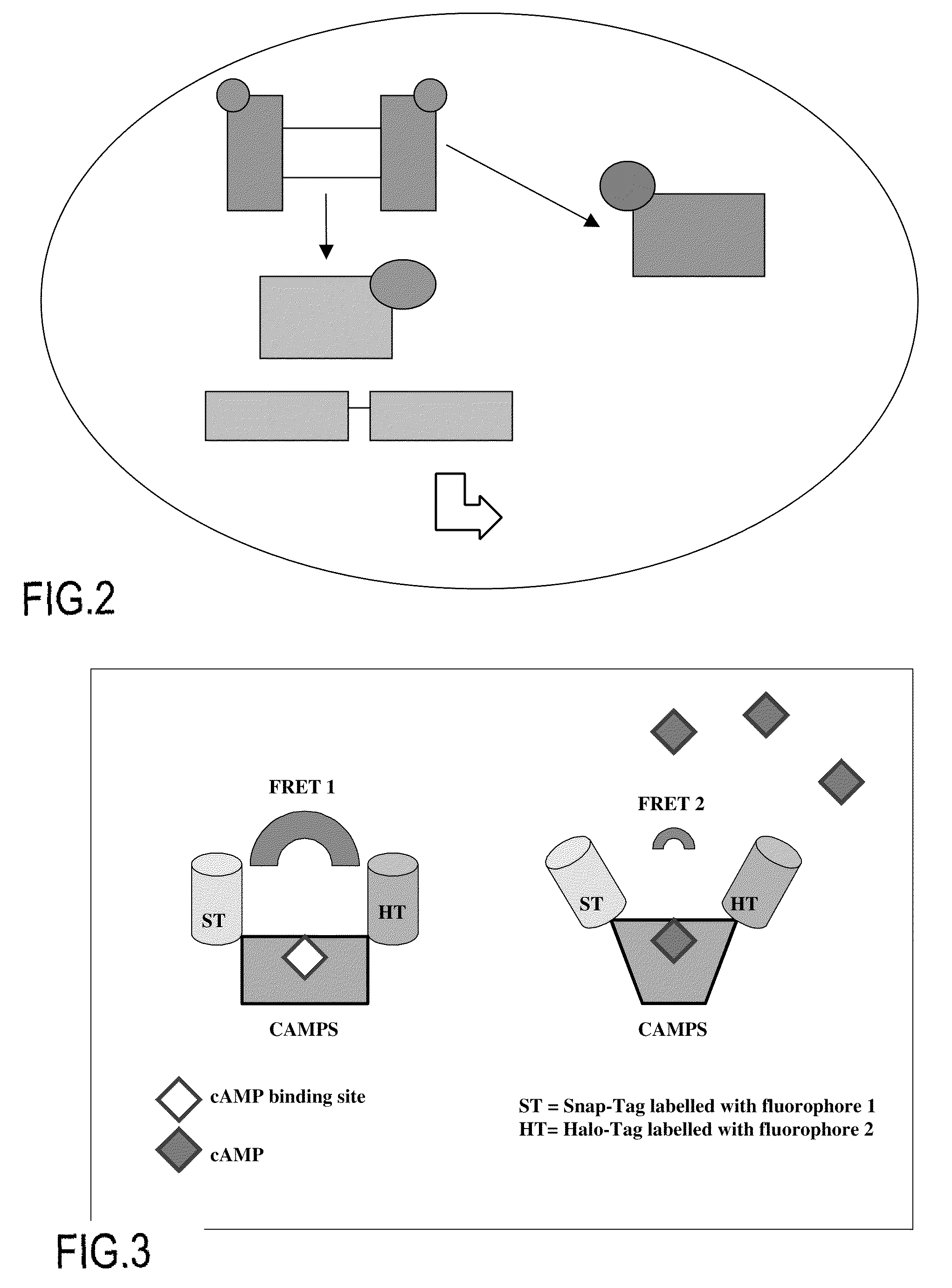 Method for detecting intracellular interaction between biomolecules