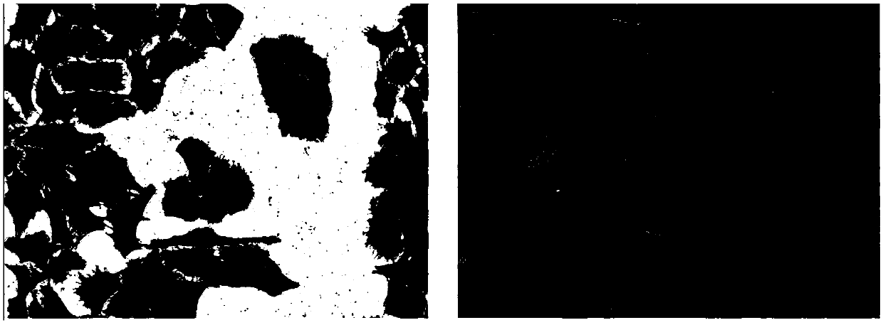 SKH-1 mouse skin squamous carcinoma cell line and application thereof in preparation of transplanted tumor model