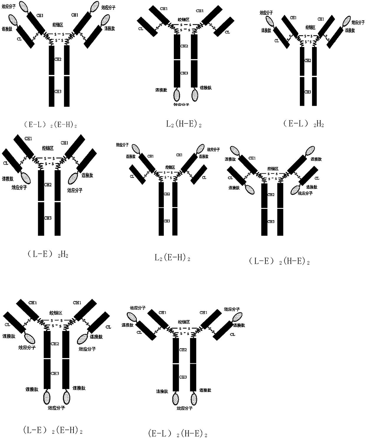 IgG-like long-acting immunological fusion protein and applications thereof