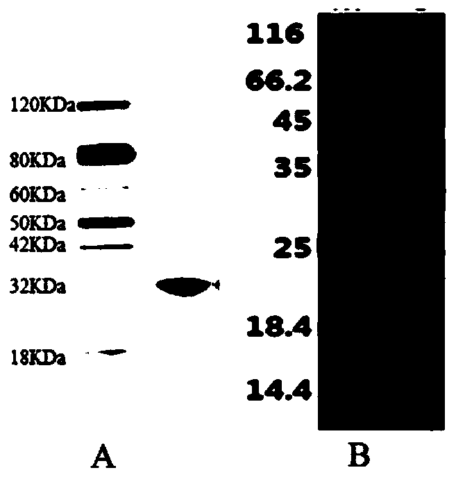 Heparin skeleton synthase and encoding gene and application thereof