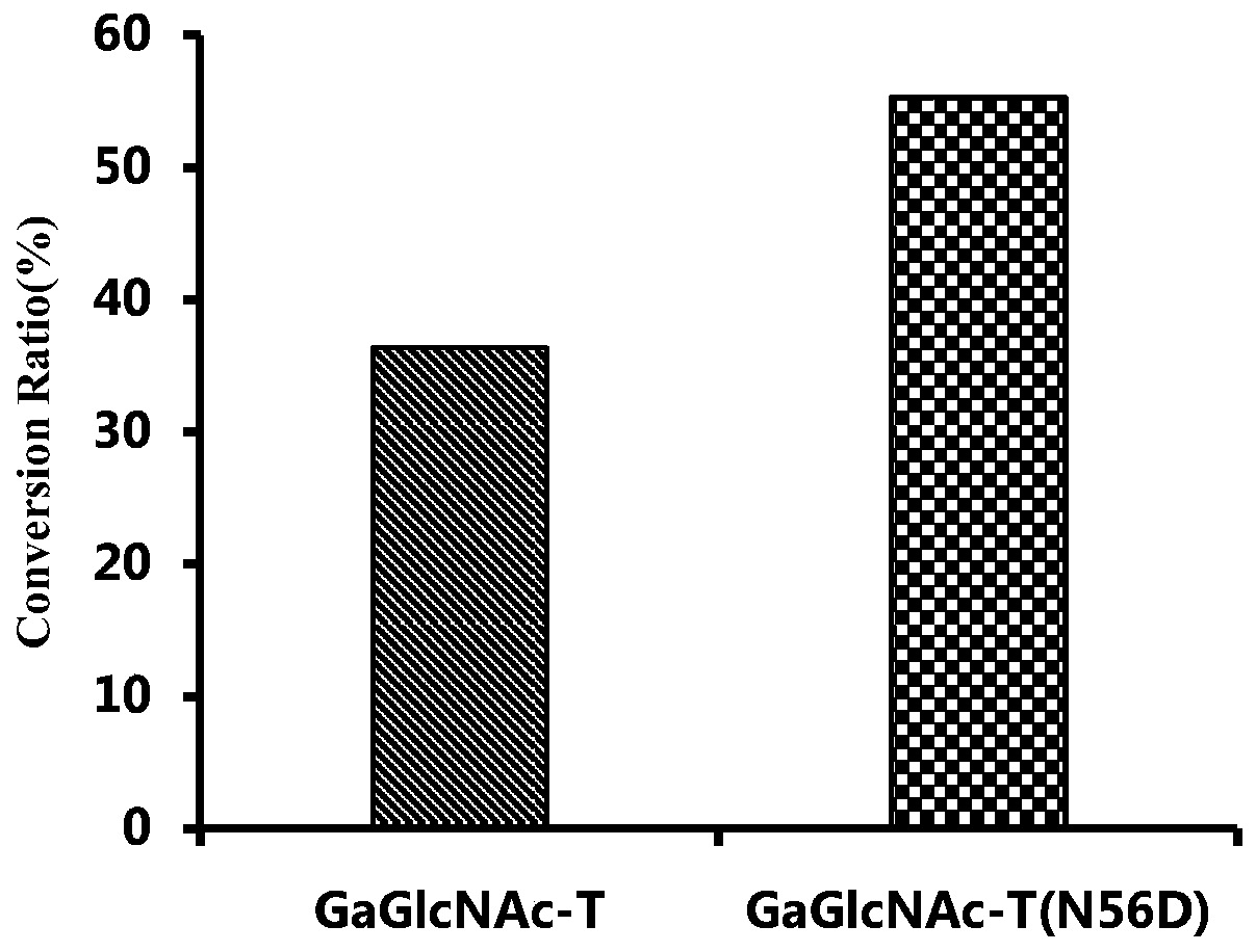 Heparin skeleton synthase and encoding gene and application thereof