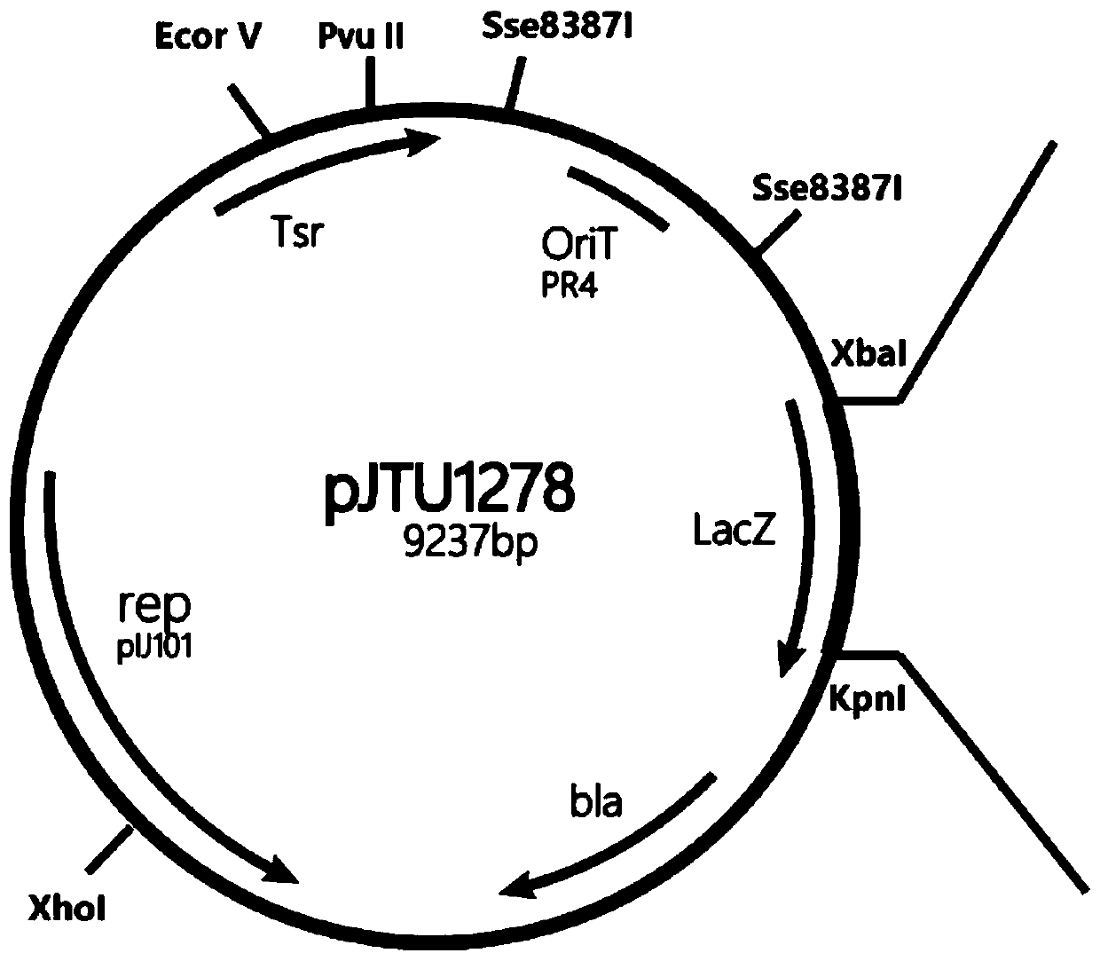 A kind of recombinant Streptomyces tuberculosis producing amphotericin B and its application