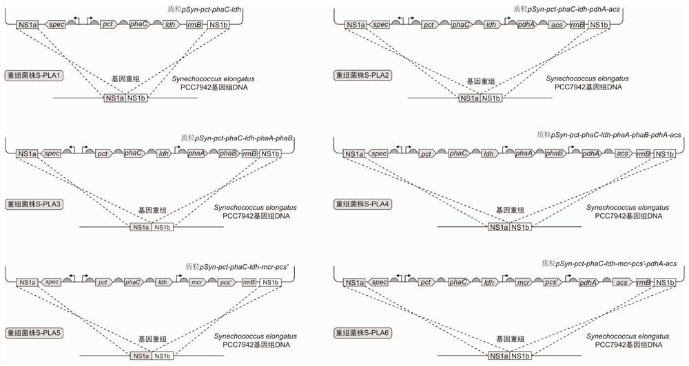 Photosynthetic microorganism as well as application and plasmid thereof