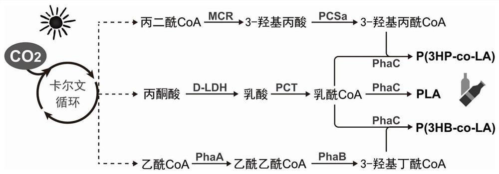 Photosynthetic microorganism as well as application and plasmid thereof