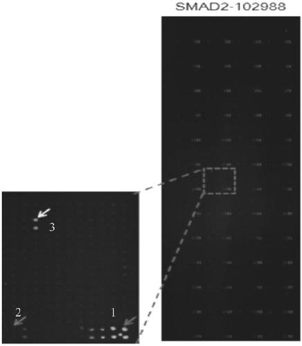 Tuberculoproteins interacting with human proteins and application thereof