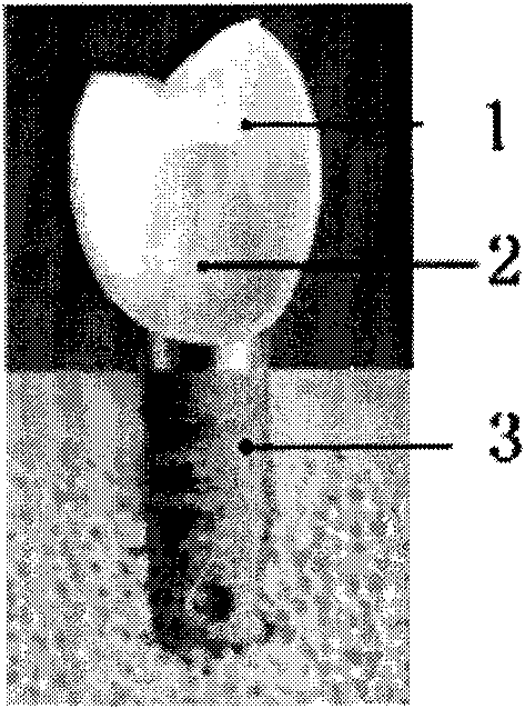 Dental implant of surface nano-structure and manufacturing method thereof