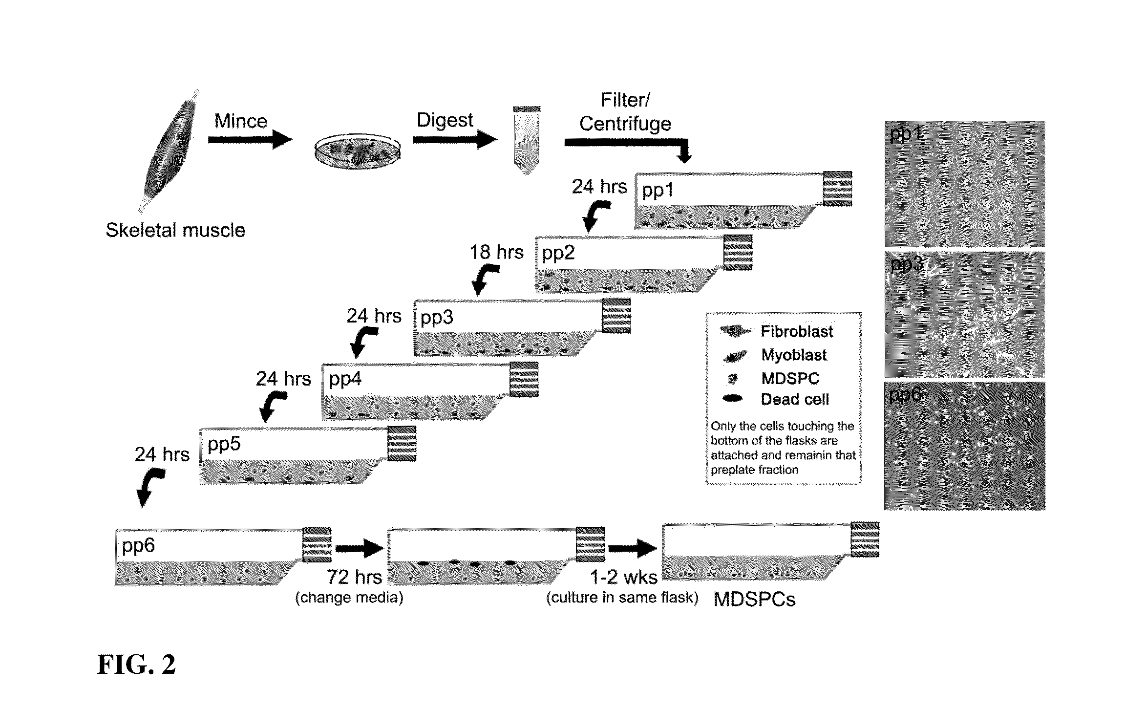 Compositions and Methods for Restoring or Rejuvenating Stem/Progenitor Cell Function