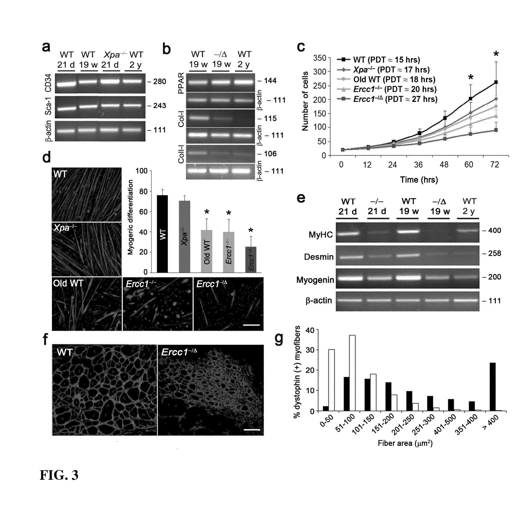 Compositions and Methods for Restoring or Rejuvenating Stem/Progenitor Cell Function