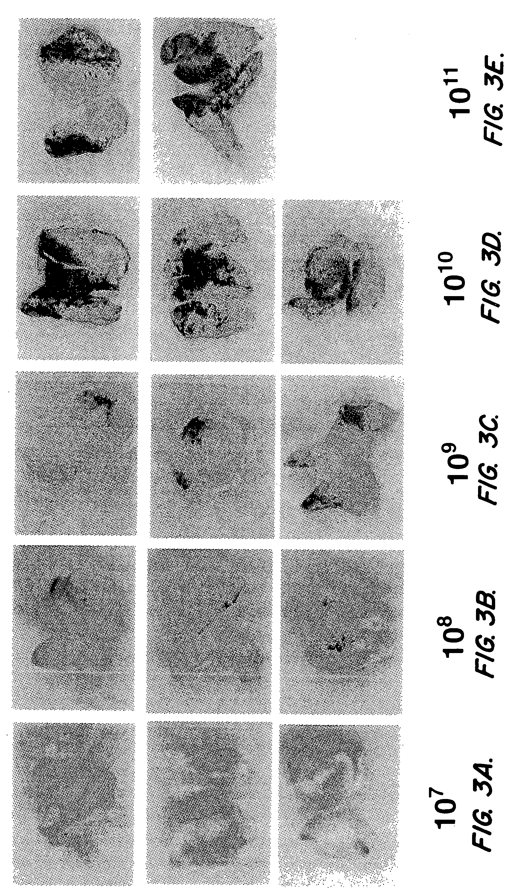 Compositions and methods for therapeutic use