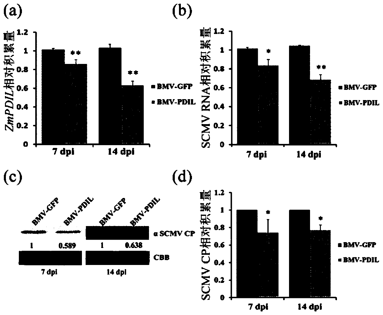 Application of zmpdil gene in the control of maize dwarf mosaic disease